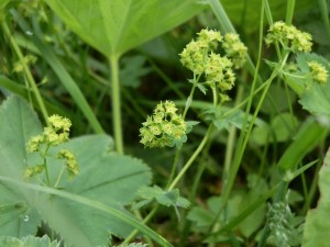 beskid wyspowy 57 (1)